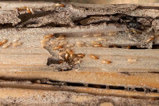 Bird Control in Heartland, TX
